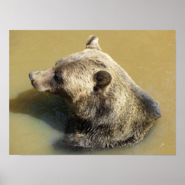 Grizzly Bear Taking a Swim Poster (Front)