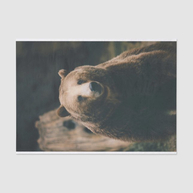 Grizzly Bear Tissue Paper (Front)