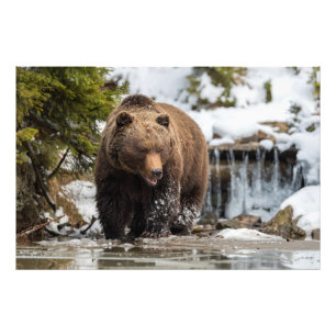 Grizzly Bear Walking Along River Photo Print