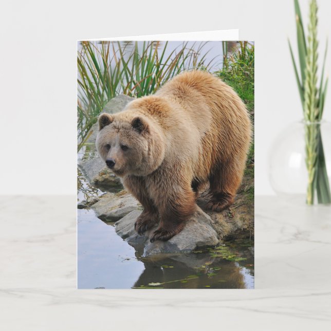 Grizzly Bear Wildlife Animal Photograph Card (Front)