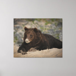 Grizzly Bear With A Sandy Nose Canvas Print