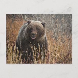 Grizzly Bear with Blueberry Lips Postcard