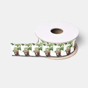 grizzly bears grosgrain ribbon