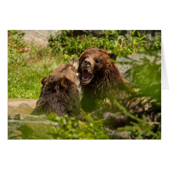 Grizzly Bears Jouer aux combats (Devant horizontal)