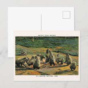 grizzly bears, yellow stone national park gifts postcard