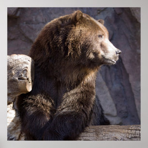 Grizzly Brown Bear, Nature Wall Poster