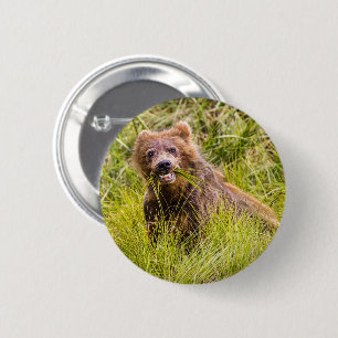 Grizzly cub grazing, Alaska 2 Inch Round Button