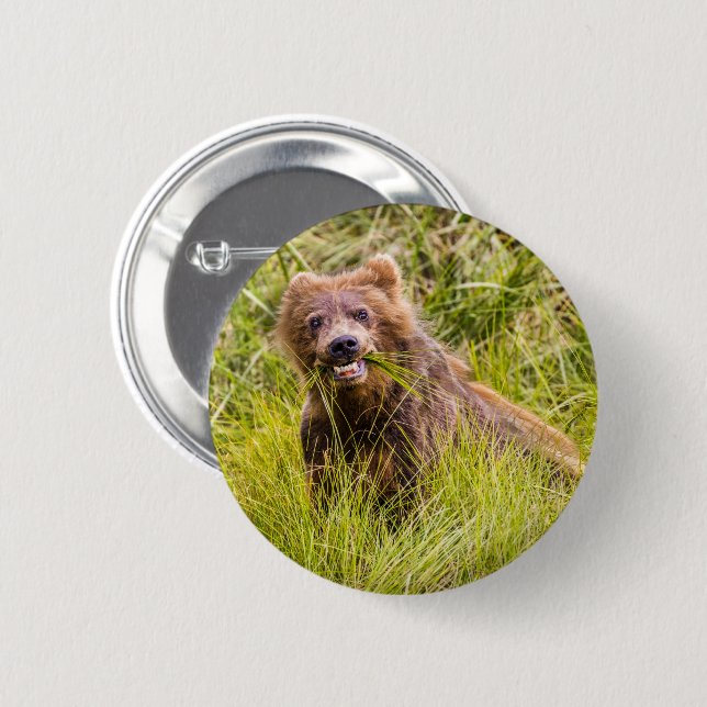 Grizzly cub grazing, Alaska 2 Inch Round Button (Front & Back)