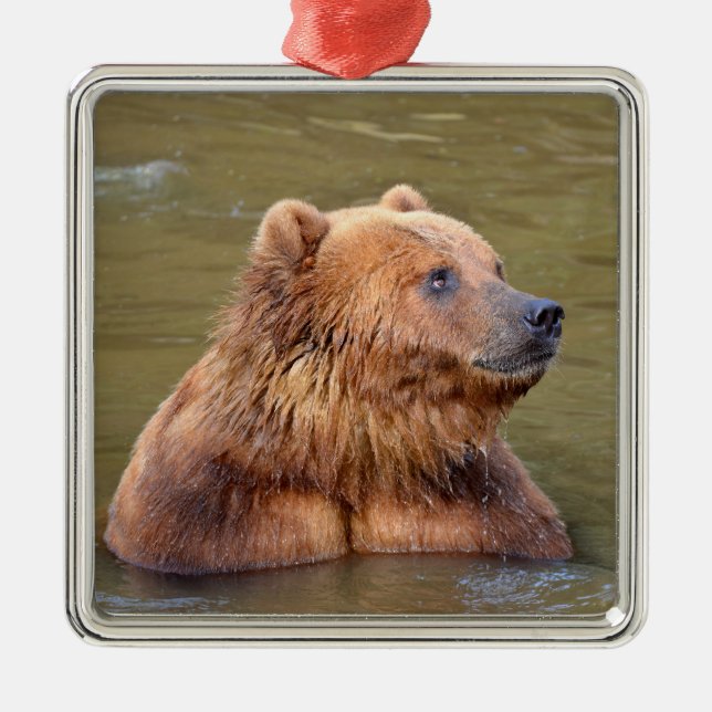 Grizzly in the water metal ornament (Front)