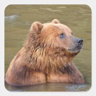 Grizzly in the water  square sticker