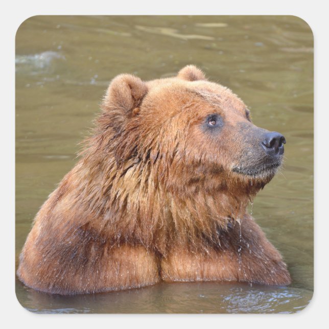 Grizzly in the water  square sticker (Front)