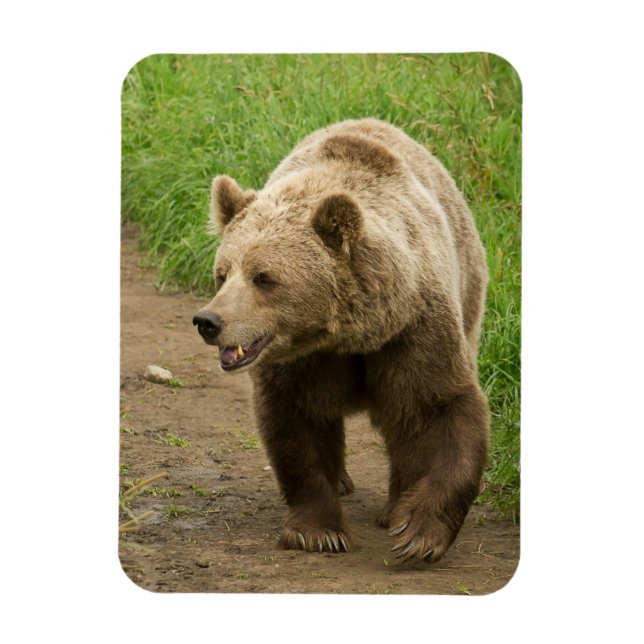 Grizzly Magnet (Vertical)