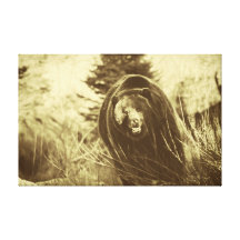 Grizzly on the move, signed canvas canvas print