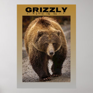 Grizzly Poster