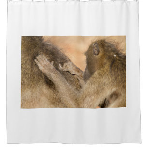Grooming baboons