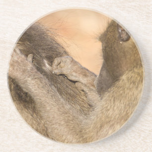 Grooming baboons coaster
