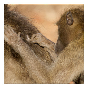 Grooming baboons poster