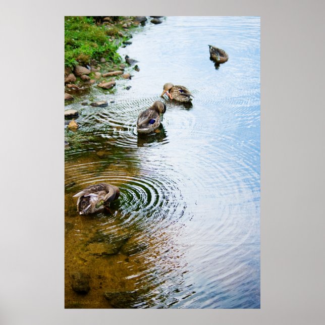 Grooming Ducks 2 Poster (Front)
