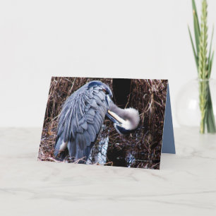 Grooming Heron Card