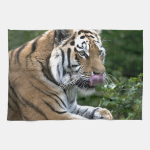 Grooming Tiger Kitchen Towel