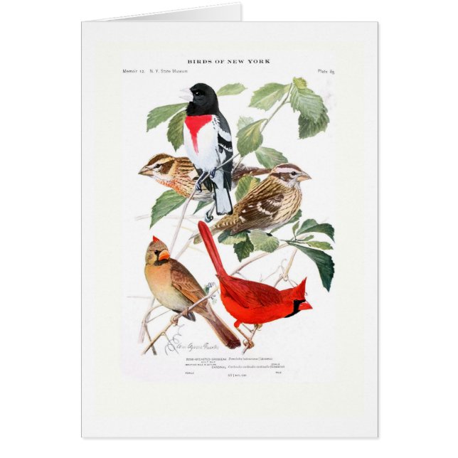 Gros-bec et cardinal (Devant)