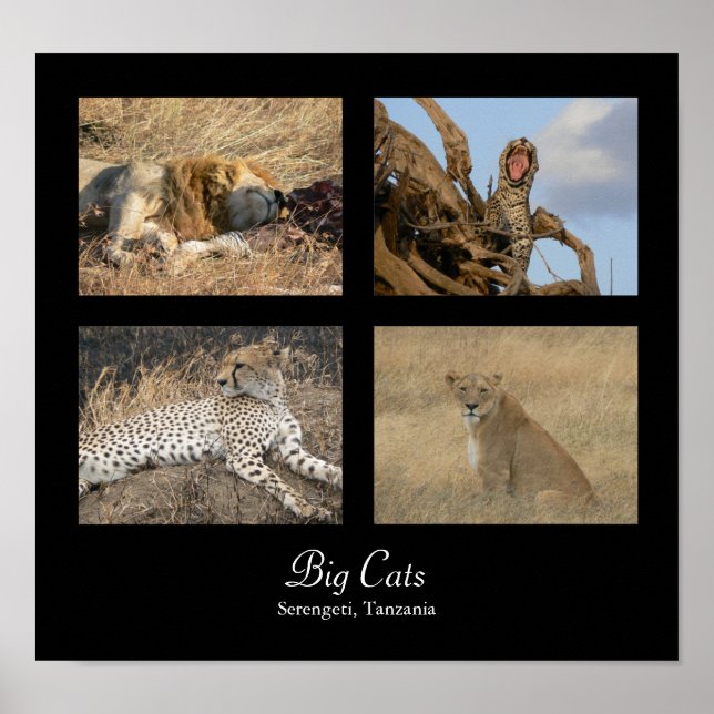 Gros Chats - Serengeti, Poster de Tanzanie (Devant)
