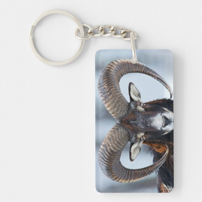 Gros mouton de bélier à corne - Mouflon (Devant)