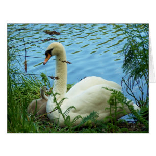Gros nid de cygnes