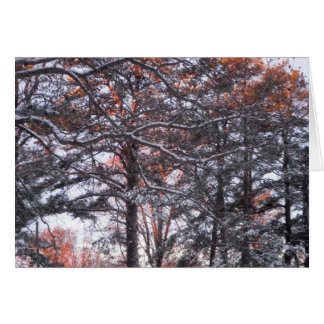 Gros pins à neige au lever du soleil Photo d'hiver