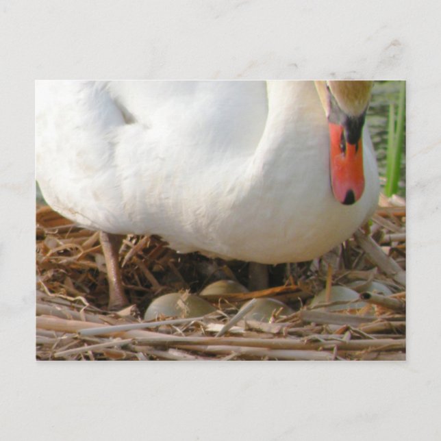 Gros plan de la carte postale OEufs de cygne (Devant)