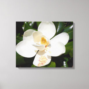 gros plan de magnolia grandiflora sur toile imprim
