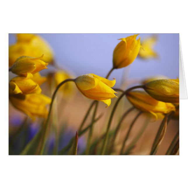 Gros plan des jonquilles (Devant horizontal)