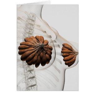 Gros Plan Des Marais Mammaires Féminins