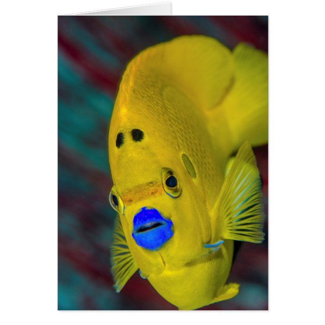 Gros plan des poissons-anges (Devant)