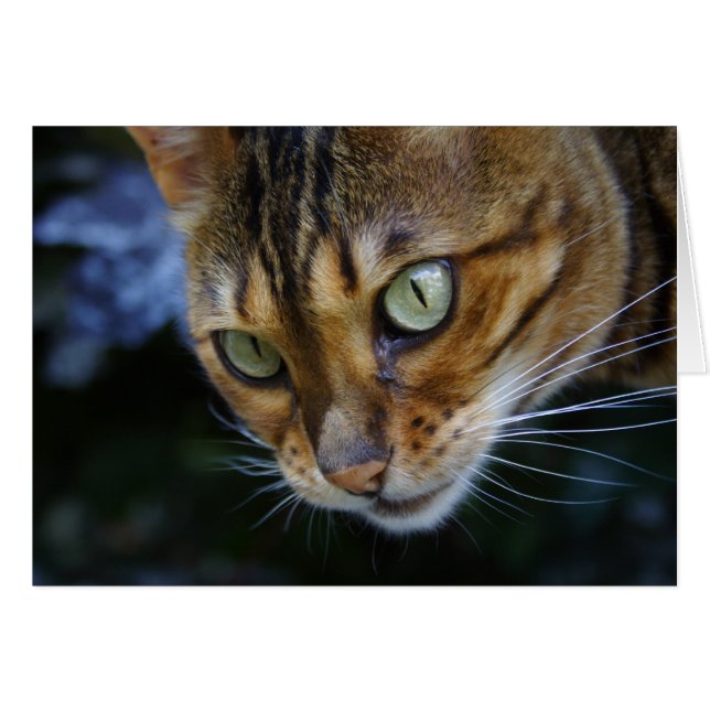 Gros plan du chat du Bengale (Devant horizontal)
