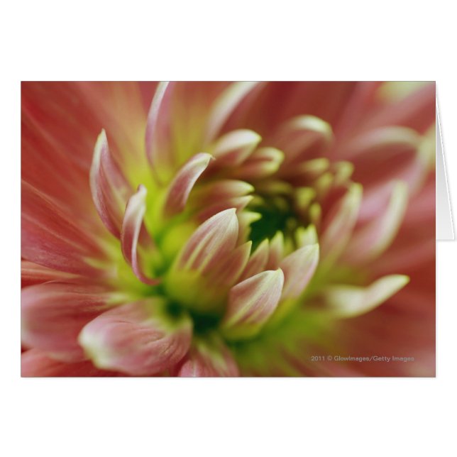 Gros plan d'une fleur (Devant horizontal)