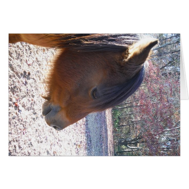 Gros plan sur le cheval Brown, Little Brown Pony (Devant horizontal)