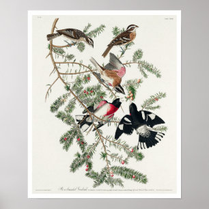Grosbeak à poitrine rose par Audubon Poster