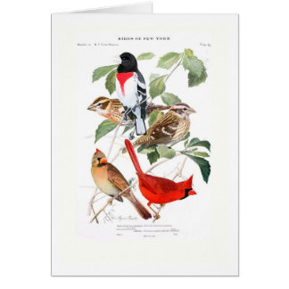 Grosbeak and Cardinal