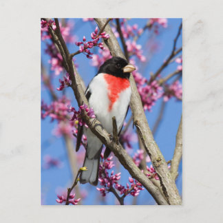 Grosbeak - Rose-breasted IV Postcard