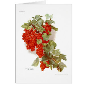 Groseille rouge 'le Southwell