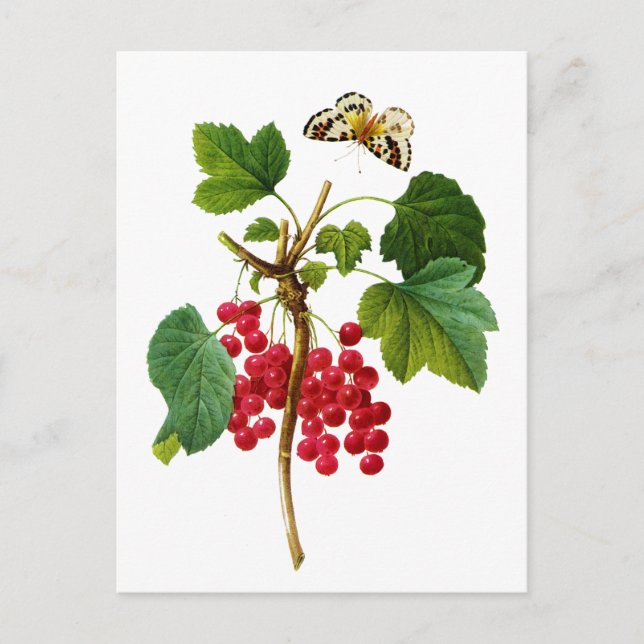 Groseillier Rouge by Pierre Joseph Redoute Postcard (Front)