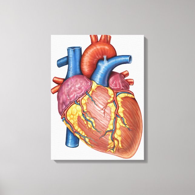 Gross Anatomy Of The Human Heart Canvas Print (Front)