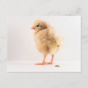 Gross Baby Chick Pooping Photo Postcard