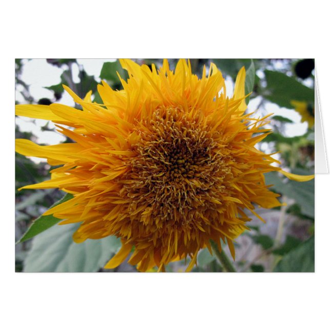 Grosse Tournesol (Devant horizontal)
