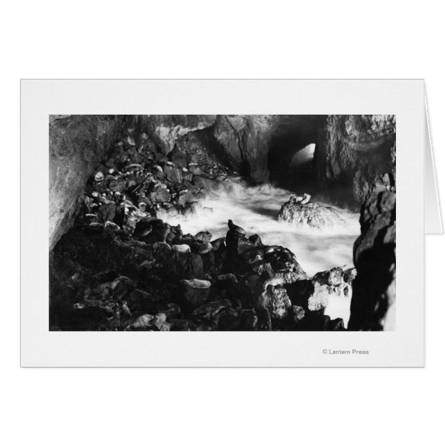 Grottes de lions de la mer de l'Oregon Vue intérie (Devant horizontal)