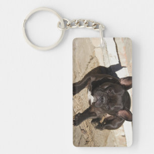 Grouchy French Bulldog