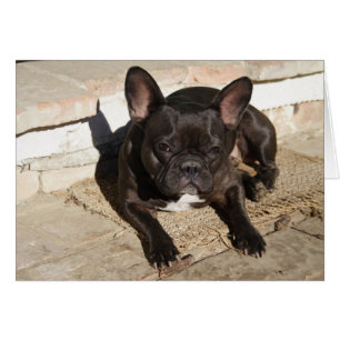 Grouchy French Bulldog
