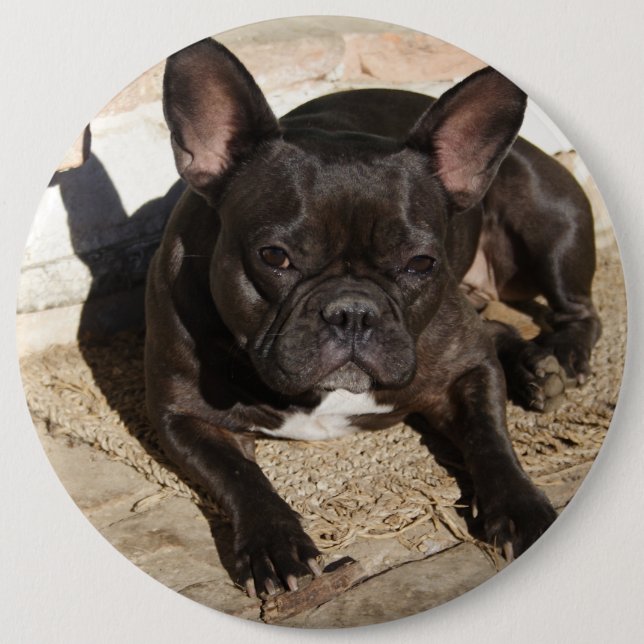 Grouchy French Bulldog 6 Inch Round Button (Front)