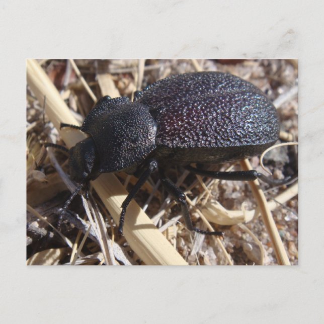Ground Beetle Postcard (Front)